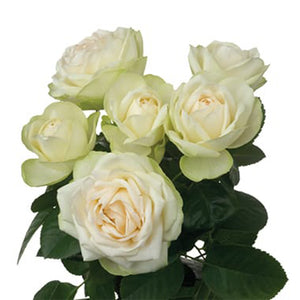 Spray Kenya Vanilla Lace Cream White Garden Singapore Fresh Rose Wholesale Wedding Gifts Premium 