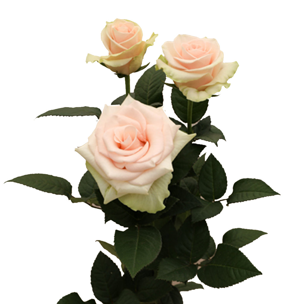Spray Kenya Veronica Peach Singapore Fresh Rose Wholesale Wedding Gifts Premium