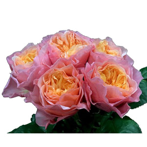 Kenya Victoria Secret Pink Peach Garden Singapore Fresh Rose Wholesale Wedding Gifts Premium