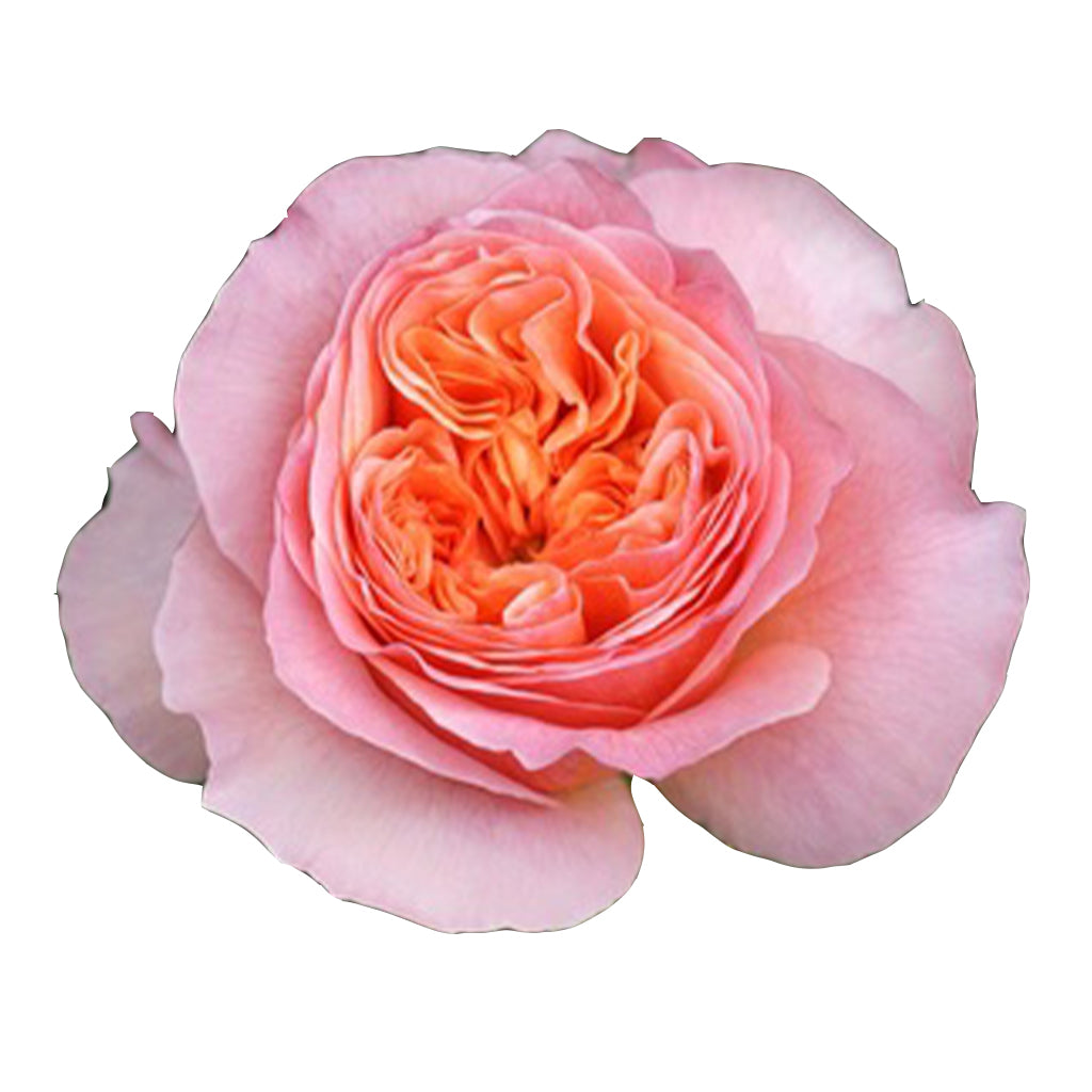 Kenya Victoria Secret Pink Peach Garden Singapore Fresh Rose Wholesale Wedding Gifts Premium