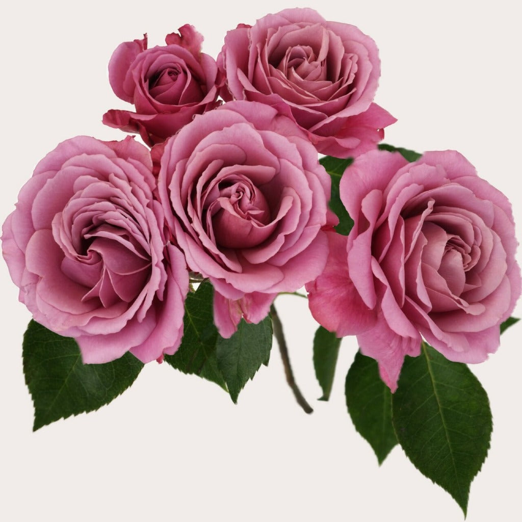 Spray Wabara Aoi Fuga Garden Purple Singapore Fresh Rose Wholesale Wedding Gifts Premium 