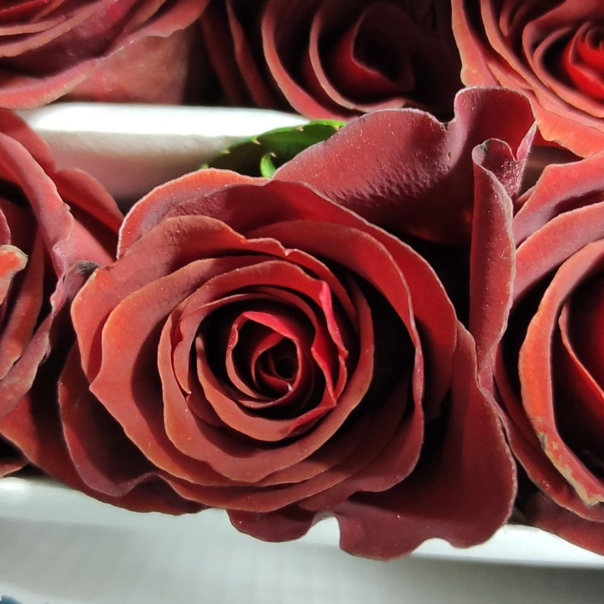 Kabbalah Brown Ecuador Premium Rose Single Head Wedding Gifts