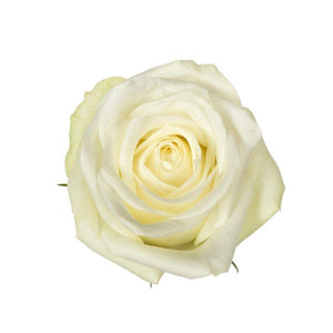 Kenya White Peak Singapore Fresh Rose Wholesale Wedding Gifts Premium