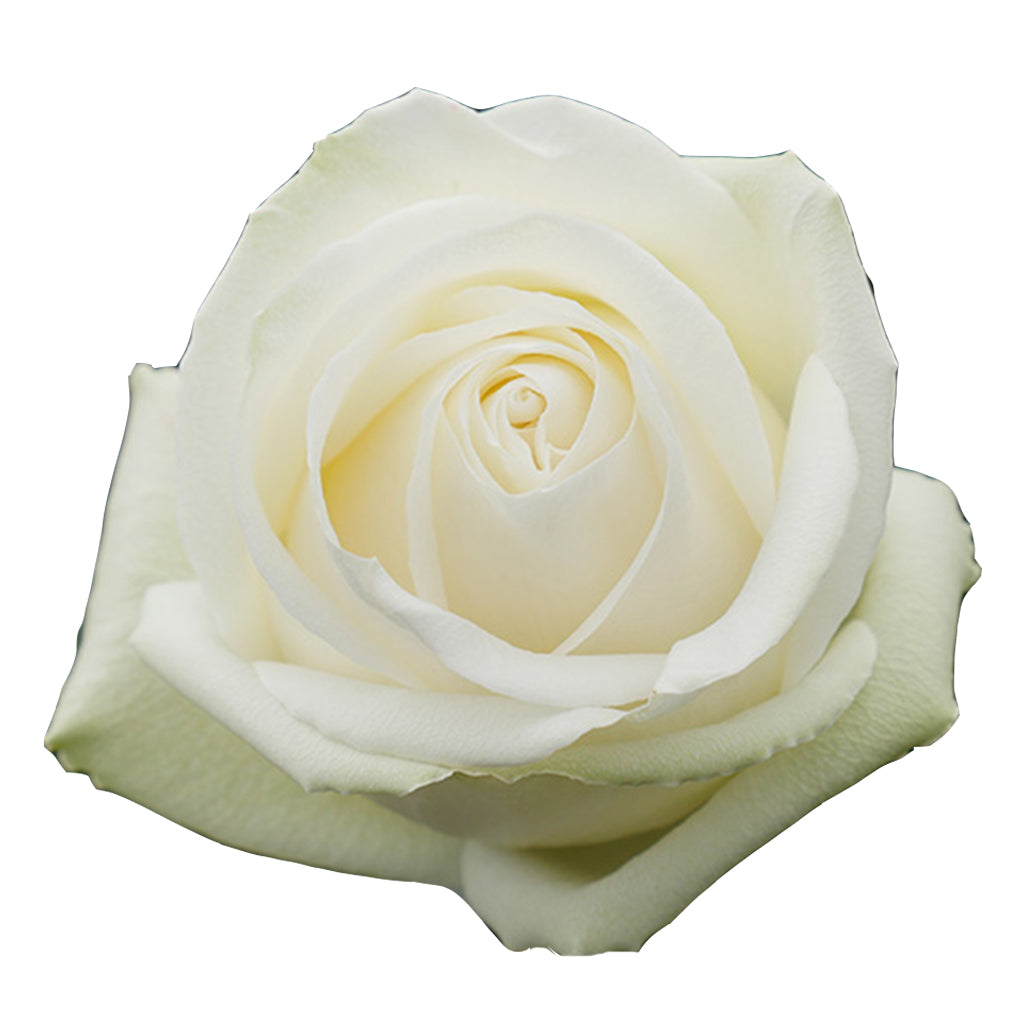 Ecuador Whitehouse White Singapore Fresh Rose Wholesale Wedding Gifts Premium