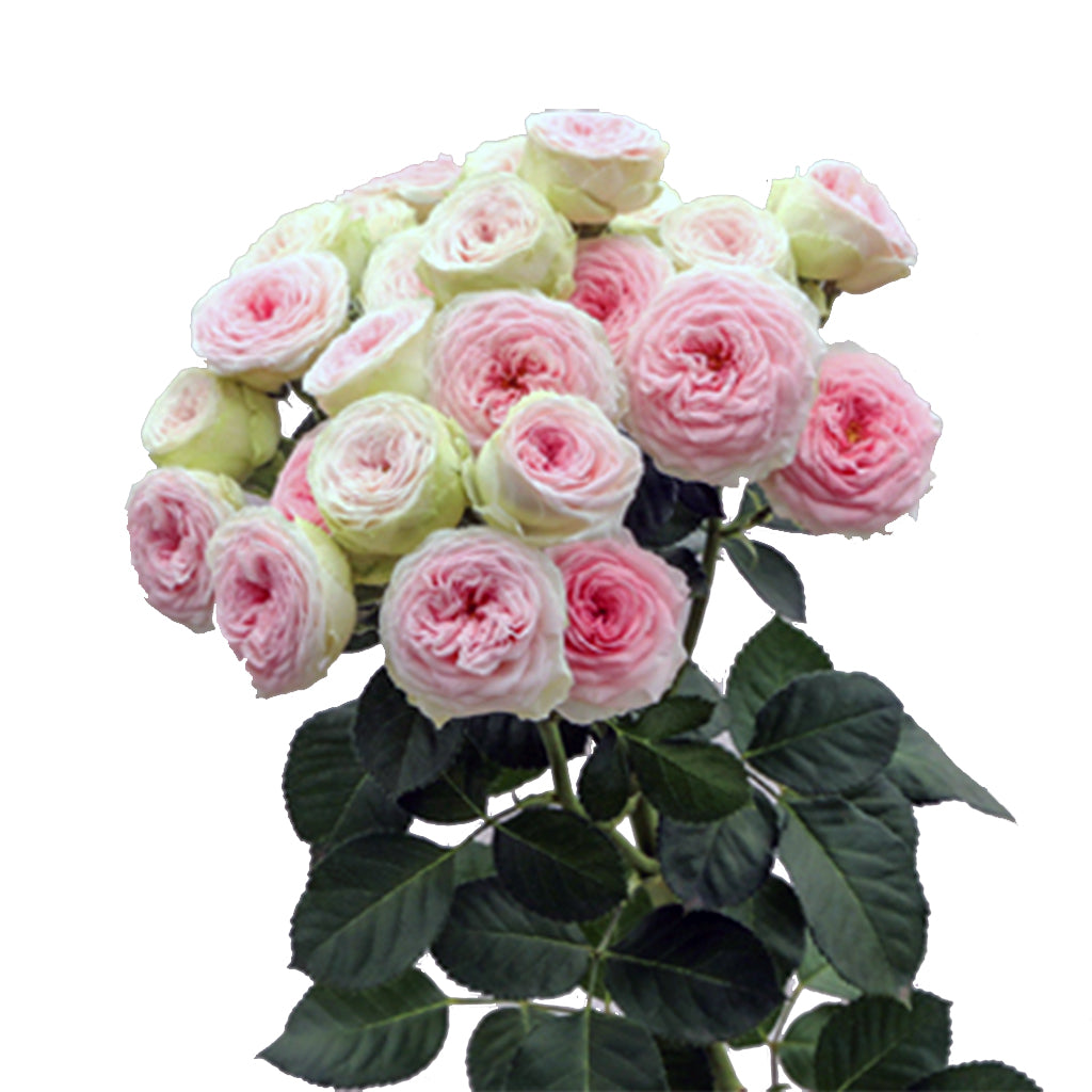 Spray Kenya Zoroastra Pink Cream Garden Singapore Fresh Rose Wholesale Wedding Gifts Premium