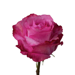 Ecuador Purple All 4 Love Rose, Singapore Wholesale Fresh Wedding Premium Gifts