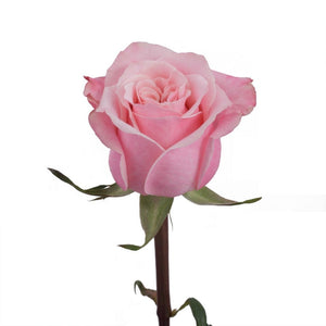 Ecuador Art Deco Garden Pink Singapore Fresh Rose Wholesale Wedding Gifts Premium Side