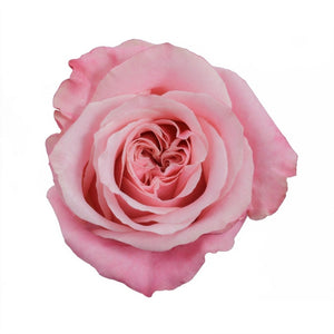 Ecuador Art Deco Garden Pink Singapore Fresh Rose Wholesale Wedding Gifts Premium Top