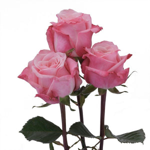 Ecuador Art Deco Garden Pink Singapore Fresh Rose Wholesale Wedding Gifts Premium Side