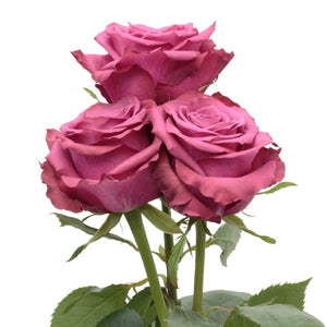 Ecuador Blueberry Purple Singapore Fresh Rose Wholesale Wedding Gifts Premium Side