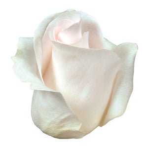 Ecuador Bridal Akito Pink White Singapore Fresh Rose Wholesale Wedding Gifts Premium Side