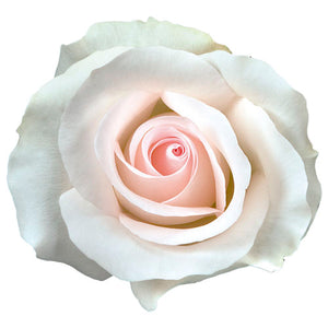 Ecuador Bridal Akito Pink White Singapore Fresh Rose Wholesale Wedding Gifts Premium Top