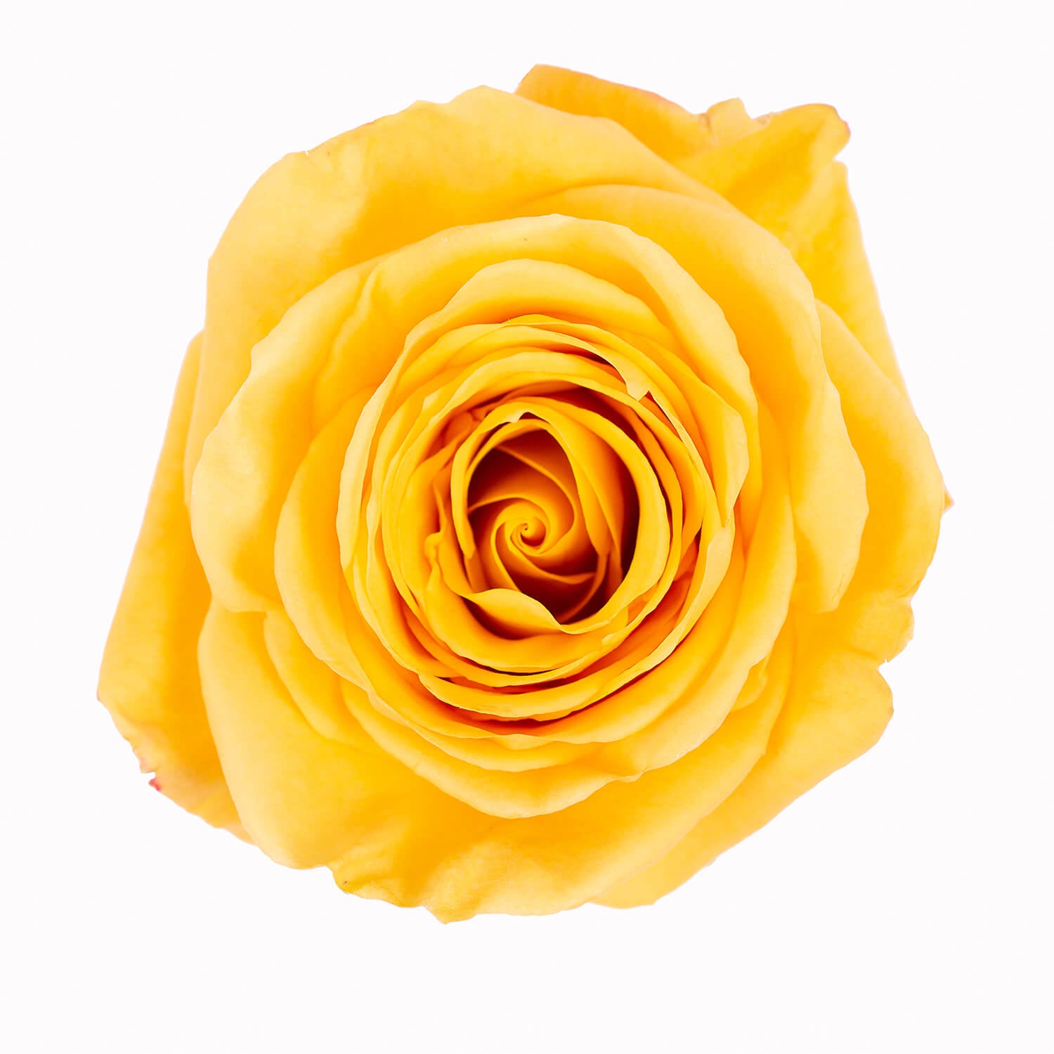 Ecuador Bumble Bee Yellow Singapore Fresh Rose Wholesale Wedding Gifts Premium Top