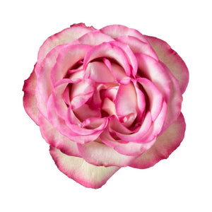 Ecuador Carousel Pink White Singapore Fresh Rose Wholesale Wedding Gifts Premium Top