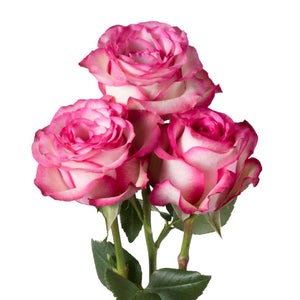 Ecuador Carousel Pink White Singapore Fresh Rose Wholesale Wedding Gifts Premium Top