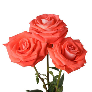 Ecuador Cartagena Orange Singapore Fresh Rose Wholesale Wedding Gifts Premium 
