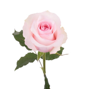 Ecuador Christa Pink Scented Singapore Fresh Rose Wholesale Wedding Gifts Premium Side