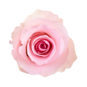 Kenya Christa Pink Singapore Fresh Rose Wholesale Wedding Gifts Premium Side