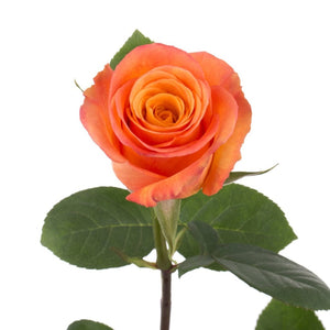 Ecuador Confidential Orange Singapore Fresh Rose Wholesale Wedding Gifts Premium 