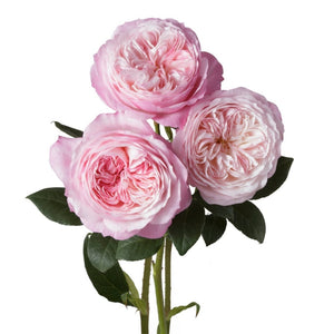 Ecuador David Austin Constance Garden Pink Cream Singapore Fresh Rose Wholesale Wedding Gifts Premium