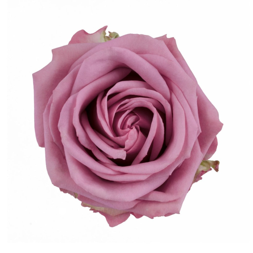 Ecuador Cool Water Purple Singapore Fresh Rose Wholesale Wedding Gifts Premium 