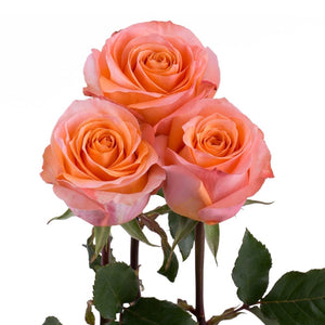 Ecuador Coral Reef Orange Singapore Fresh Rose Wholesale Wedding Gifts Premium 