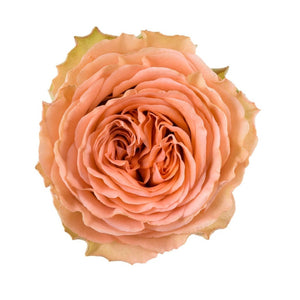 Ecuador Country Home Orange Singapore Fresh Rose Wholesale Wedding Gifts Premium 