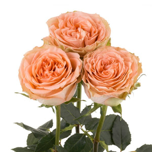 Ecuador Country Home Garden Orange Singapore Fresh Rose Wholesale Wedding Gifts Premium 