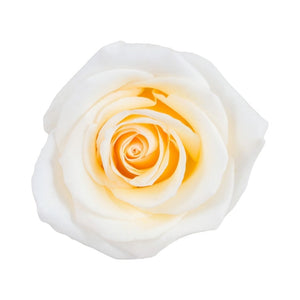 Ecuador Crystal Cream Singapore Fresh Rose Wholesale Wedding Gifts Premium