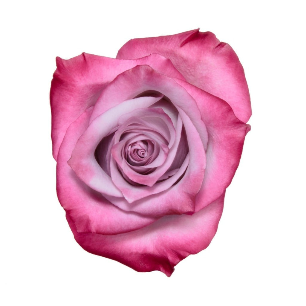 Kenya Deep Purple Singapore Fresh Rose Wholesale Wedding Gifts Premium