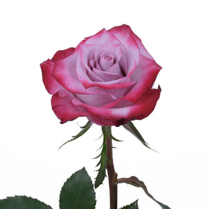 Ecuador Deep Purple Singapore Fresh Rose Wholesale Wedding Gifts Premium