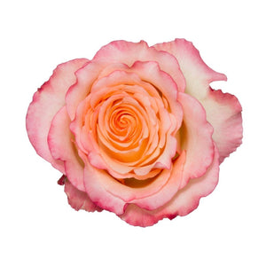 Ecuador Duett Peach Pink White Singapore Fresh Rose Wholesale Wedding Gifts Premium