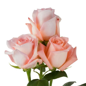 Ecuador Engagement Pink Singapore Fresh Rose Wholesale Wedding Gifts Premium