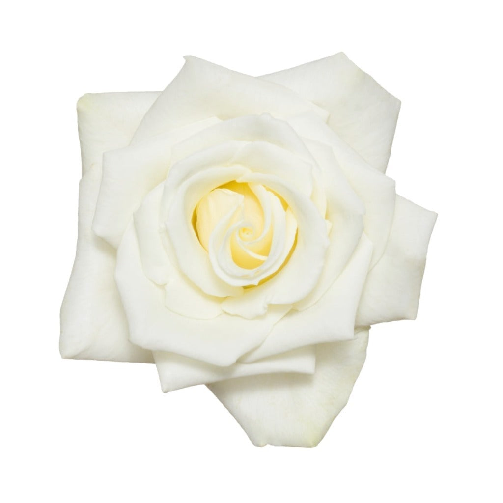 Ecuador Escimo White Singapore Fresh Rose Wholesale Wedding Gifts Premium