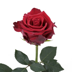 Ecuador Explorer Red Singapore Fresh Rose Wholesale Wedding Gifts Premium