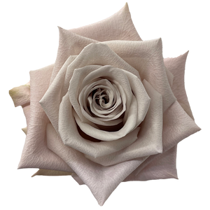 Kenya Menta Silver Singapore Fresh Rose Wholesale Wedding Gifts Premium