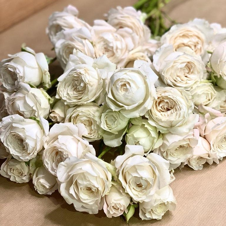 Spray Kenya Princess Kiss White Garden Singapore Fresh Rose Wholesale Wedding Gifts Premium 
