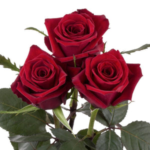 Ecuador Finally Red Singapore Fresh Rose Wholesale Wedding Gifts Premium