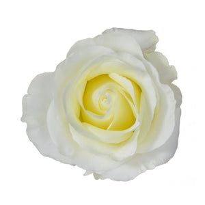 Ecuador First Lady Cream White Singapore Fresh Rose Wholesale Wedding Gifts Premium