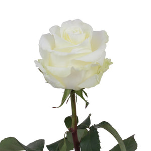Ecuador First Lady Cream White Singapore Fresh Rose Wholesale Wedding Gifts Premium