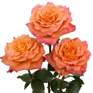 Kenya Free Spirit Orange Pink Garden Singapore Fresh Rose Wholesale Wedding Gifts Premium