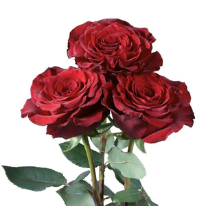 Ecuador Hearts Wanted Red Garden Singapore Fresh Rose Wholesale Wedding Gifts Premium