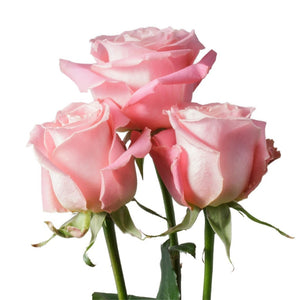 Kenya Hermosa Pink Singapore Fresh Rose Wholesale Wedding Gifts Premium