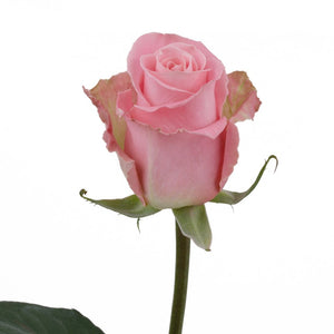 Ecuador Hermosa Pink Singapore Fresh Rose Wholesale Wedding Gifts Premium