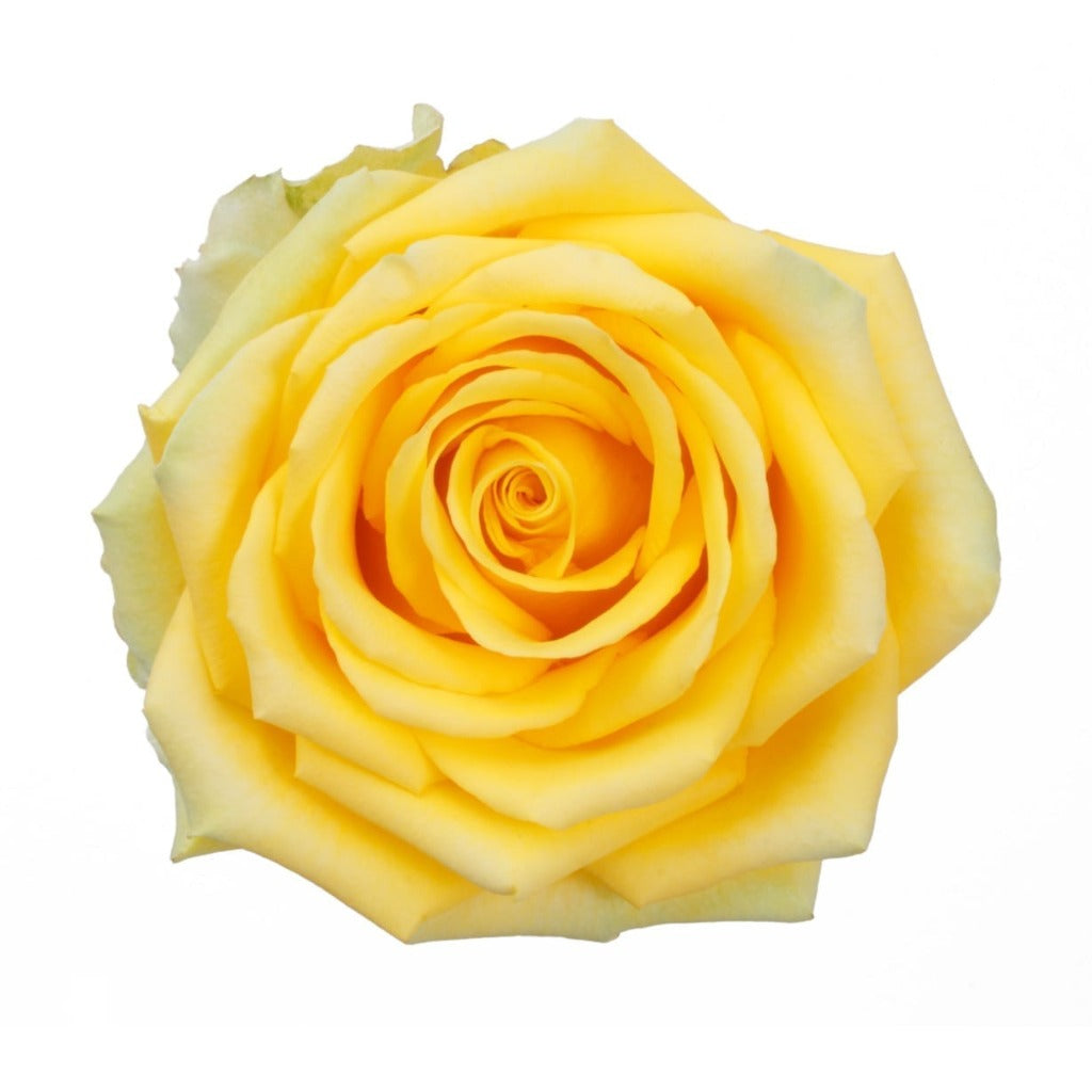 Ecuador HIgh & Exotic Yellow Singapore Fresh Rose Wholesale Wedding Gifts Premium