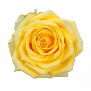 Ecuador HIgh & Exotic Yellow Singapore Fresh Rose Wholesale Wedding Gifts Premium
