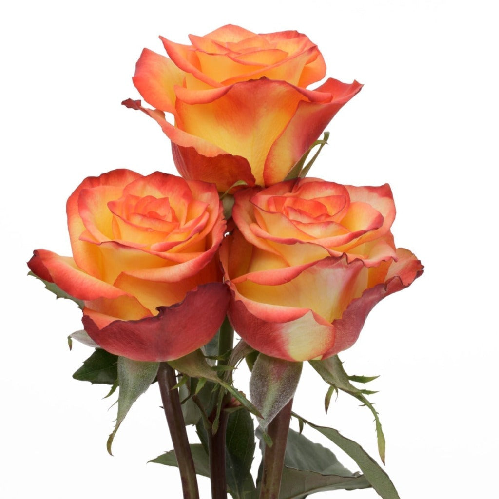 Red Premium Magic Rose – Magic Flower Company