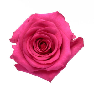 Ecuador Hot Paris Cerise Singapore Fresh Rose Wholesale Wedding Gifts Premium
