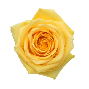 Ecuador Hummer Yellow Singapore Fresh Rose Wholesale Wedding Gifts Premium