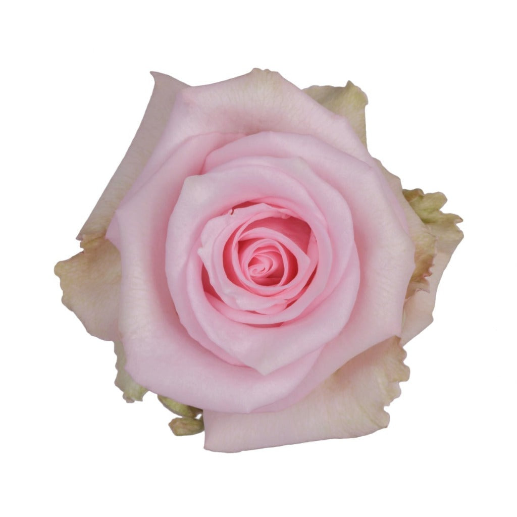 Ecuador Jessica Pink Singapore Fresh Rose Wholesale Wedding Gifts Premium